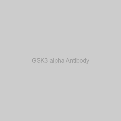 Abbexa - GSK3 alpha Antibody